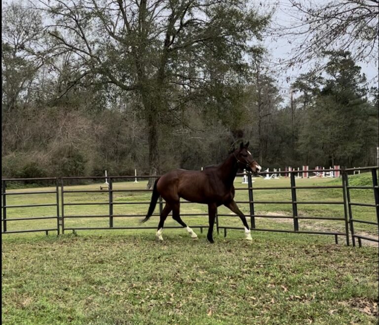 Leo Trotting in round pen